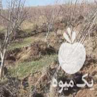 فروش نهالستان نهال بزرگ گلابی در گروه خرید و فروش نهالستان در یکمیوه