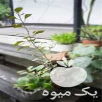 قیمت خرید نهال آلو کالیفرنیا در گروه خرید و فروش نهال در یکمیوه