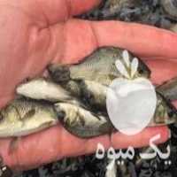 فروش عمده بچه ماهی و غذای ماهی ارسال تمام ایران در رشت در گروه خرید و فروش بچه ماهی در یکمیوه