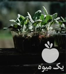 فروش آلو شابلون در گروه خرید و فروش نهال در یکمیوه -عکس1