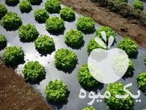 قیمت خرید پلاستیک مالچ در اصفهان در گروه خرید و فروش بسته بندی نایلونی در یکمیوه -عکس1