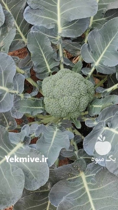 تولید بهترین بروکلی در منطقه ورامین در گروه خرید فروش عمده انواع کلم برگ و پیچ و بروکلی در یکمیوه -عکس2