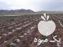 قیمت خرید پخش عمده نوار تیپ استاندارد 5 آبریز در بوئین زهرا در گروه خرید و فروش نوار تیپ در یکمیوه -عکس1