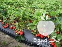 قیمت خرید نهال یا بوته توت فرنگی پر محصول خارجی در بهنمیر در گروه خرید و فروش نهال در یکمیوه -عکس1