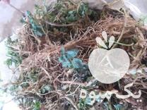 قیمت خرید ریشه نعنا فلفلی در اراک در مركزی در گروه خرید و فروش گیاهان دارویی در یکمیوه -عکس1