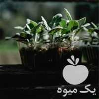 فروش آلو شابلون در گروه خرید و فروش نهال در یکمیوه