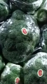 تولید بهترین بروکلی در منطقه ورامین در گروه خرید فروش عمده انواع کلم برگ و پیچ و بروکلی در یکمیوه