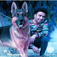 ژرمن شپرد بلک ژرمن شپرد دو رنگ مو بلند خرید حضوری در کرج در گروه سگ و گربه در یکمیوه