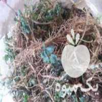 قیمت خرید ریشه نعنا فلفلی در اراک در مركزی در گروه خرید و فروش گیاهان دارویی در یکمیوه