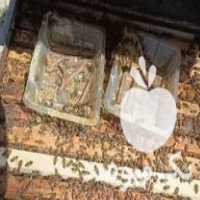 فروش 15 کندو زنبور عسل 7 قاب تا 10 قاب در گروه خرید و فروش زنبورعسل در یکمیوه