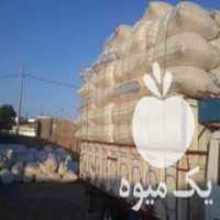 قیمت خرید کاه گندم دیم تحویل همه روزه در گروه خرید و فروش گندم و جو در یکمیوه