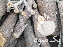 فروش تنه درخت توت در گروه خرید و فروش توت در یکمیوه -عکس1