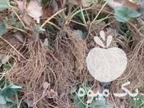 قیمت خرید نهال توت ریشه در مریوان در گروه خرید و فروش نهال توت در یکمیوه -عکس1