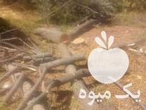 خرید انواع چوب ساختمانی و درخت در گروه خرید و فروش انواع چوب در یکمیوه -عکس1