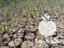 فروش نهال سیاه ریشه گلدونی در ساری در گروه خرید و فروش نهال در یکمیوه -عکس1