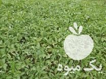 فروش نشا گوجه فرنگی سما دستی در گروه خرید و فروش نشا در یکمیوه -عکس1