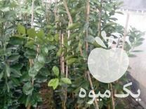 نهال تامسون و نارنگی پرچ بفروش میرسد در کیاکلا در گروه خرید و فروش نهال در یکمیوه -عکس1