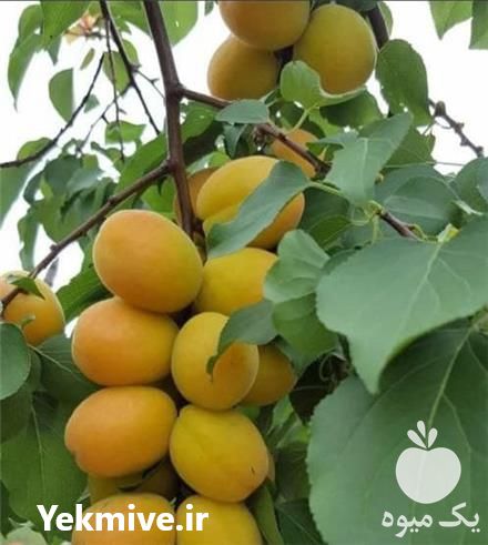 قیمت خرید نهال زردآلو در اصفهان در گروه خرید و فروش نهال در یکمیوه -عکس1