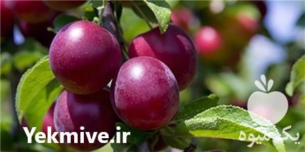 عرضه و فروش نهال آلو آرژانتینی در گروه خرید و فروش نهال در یکمیوه -عکس1