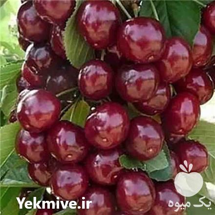 فروش انواع نهال میوه در اصفهان در گروه خرید و فروش نهال میوه در یکمیوه -عکس1