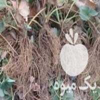 قیمت خرید نهال توت ریشه در مریوان در گروه خرید و فروش نهال توت در یکمیوه