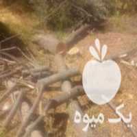 خرید انواع چوب ساختمانی و درخت در گروه خرید و فروش انواع چوب در یکمیوه