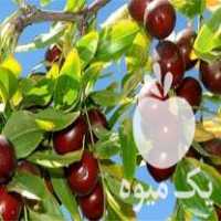 فروش نهال عناب با کیفیت عالی در جعفریه در گروه خرید و فروش نهال عناب در یکمیوه