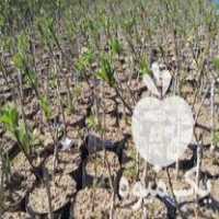 فروش نهال سیاه ریشه گلدونی در ساری در گروه خرید و فروش نهال در یکمیوه