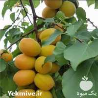 قیمت خرید نهال زردآلو در اصفهان در گروه خرید و فروش نهال در یکمیوه