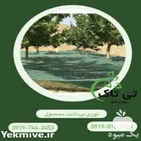 فروش توری شید در تهران در گروه خرید و فروش توری گلخانه در یکمیوه