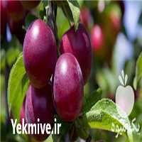 عرضه و فروش نهال آلو آرژانتینی در گروه خرید و فروش نهال در یکمیوه