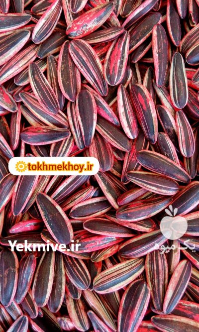 بذر هیبرید تخمه کانادایی S 300 در گروه خرید و فروش بذر آفتابگردان در یکمیوه -عکس2