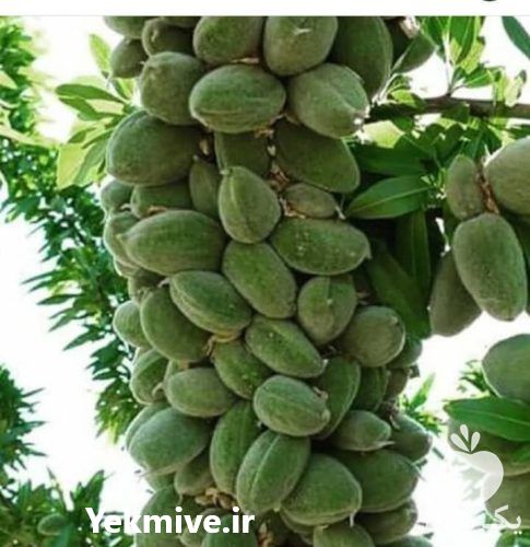 قیمت خرید نهال اصلاح شده پیوندی در گروه خرید و فروش نهال اصلاح شده در یکمیوه -عکس1