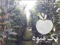 فروش انواع نهال مرکبات در گروه خرید و فروش نهال مرکبات در یکمیوه -عکس1