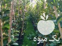 فروش انواع نهال مرکبات باغی در گروه خرید و فروش نهال مرکبات در یکمیوه -عکس1