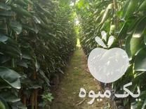 فروش انواع نهال مرکبات در گروه خرید و فروش نهال مرکبات در یکمیوه -عکس1
