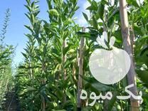 قیمت خرید نهال مرکبات یا کیفیت قیمت مناسب در گروه خرید و فروش نهال مرکبات در یکمیوه -عکس1