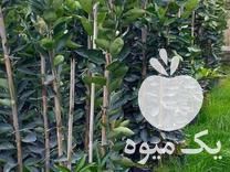 فروش نهال مرکبات در گروه خرید و فروش نهال مرکبات در یکمیوه -عکس1