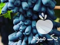 فروش پایه فنس بتنی و داربست انگور دیوارپیش ساخته مفتول شاخه آجدار در قزوین در گروه خرید و فروش داربست انگور در یکمیوه -عکس1