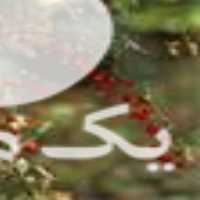 قیمت خرید نهال زرشک بیدانه در سمنان در گروه خرید و فروش نهال زرشک در یکمیوه