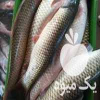 فروش عمده بچه ماهی کپور ارسال تمام ایران در تبریز در گروه خرید و فروش بچه ماهی در یکمیوه