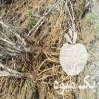 قیمت خرید نهال توت 5 ساله 27 هزار تومان در گروه خرید و فروش نهال توت در یکمیوه