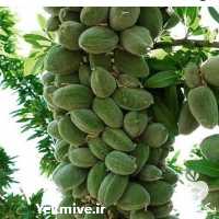 قیمت خرید نهال اصلاح شده پیوندی در گروه خرید و فروش نهال اصلاح شده در یکمیوه