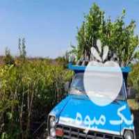قیمت خرید انواع نهال مرکبات در گروه خرید و فروش نهال مرکبات در یکمیوه