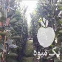 فروش انواع نهال مرکبات در گروه خرید و فروش نهال مرکبات در یکمیوه