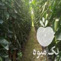 فروش انواع نهال مرکبات در گروه خرید و فروش نهال مرکبات در یکمیوه