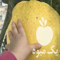 فروش تضمین انواع نهال مرکبات و سیاه ریشه در گروه خرید و فروش نهال مرکبات در یکمیوه