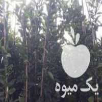 فروش انواع نهال مرکبات در قائم شهر در گروه خرید و فروش نهال در یکمیوه
