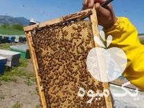 فروش زنبورعسل در گروه خرید و فروش زنبورعسل در یکمیوه -عکس1