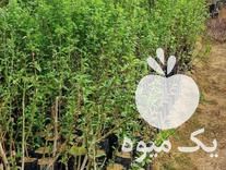 فروش ویژه نهال سبز گلدانی در گروه خرید و فروش نهال در یکمیوه -عکس1
